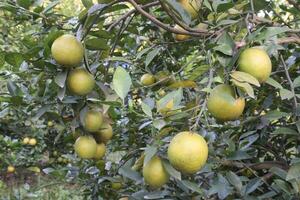 A bunch of ripe lemons hanging on a tree photo