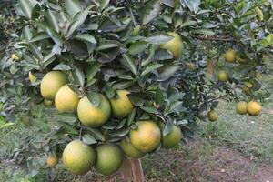 A tree with many green and yellow fruits on it photo