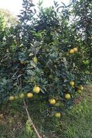 A tree with many fruits on it photo