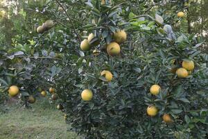 A tree with many fruits on it photo
