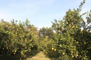 A row of trees with many lemons on them photo