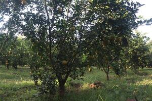 A large tree with many fruits on it photo