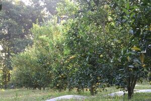 A row of trees with fruit on them photo