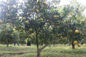 A tree with many fruits on it photo