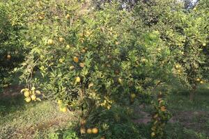 A tree with many lemons growing on it photo