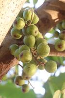A bunch of green fruit hanging from a tree photo