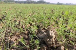 A field of green plants with dirt and grass photo