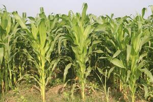 A field of corn growing in a field photo