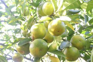 A bunch of green fruit hanging from a tree photo