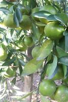 A tree with many green fruits hanging from it photo