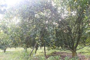 A tree with many fruits on it photo