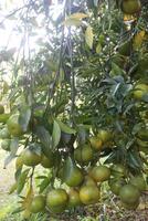 A tree with many green fruits hanging from it photo