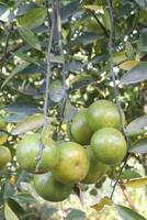 A bunch of green fruit on a tree photo