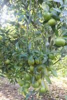 A tree with many green fruits on it photo