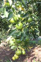 A tree with many green fruits on it photo