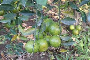 A bunch of green fruit hanging from a tree photo