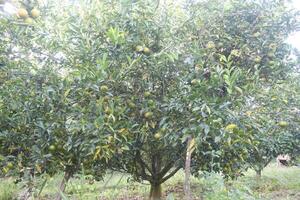 A tree with many fruits on it photo