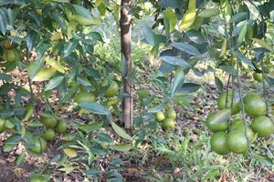 A tree with many green fruits hanging from it photo