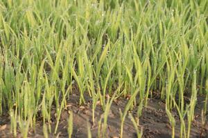 A field of green grass with water droplets on it photo