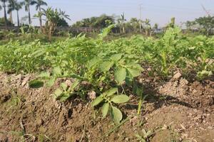 A field of green plants growing in the dirt photo