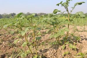 A field with plants growing in it photo
