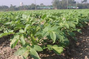 A field of green plants growing in the middle of a field photo