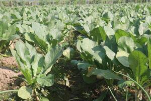 A field of green plants growing in a field photo