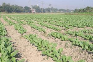 A field of green plants growing in a field photo