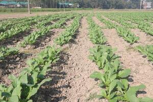 A field of green plants growing in the dirt photo