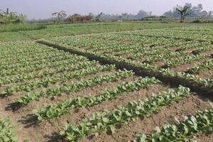 A field of green plants photo