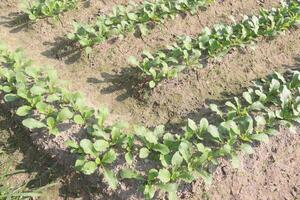 A row of plants in a field photo