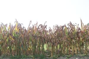 A field of corn photo