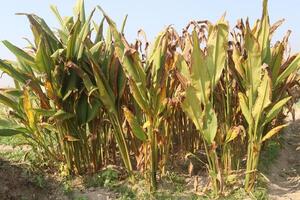 A field of corn with brown leaves photo