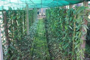 A long green tunnel photo