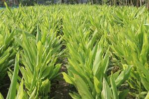 A field of green plants with tall green leaves photo