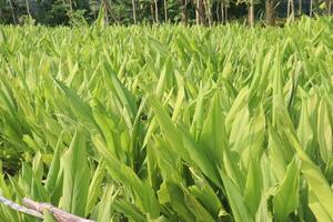 A field of tall green plants with a fence photo
