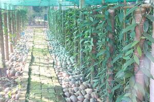 A long row of fruit trees photo