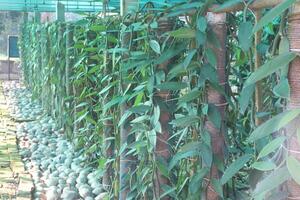 A row of green plants photo