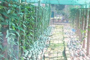 A pathway lined with plants and stones photo