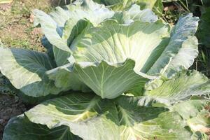 A large green cabbage plant in a field photo