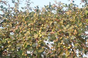 A bird sitting on a tree branch with fruit on it photo