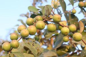 A tree with many green fruits hanging on it photo