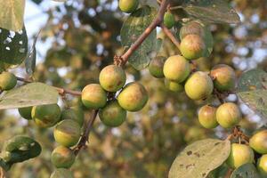 A bunch of green fruits on a tree photo