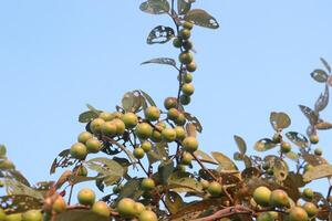 A tree with green fruit on it photo