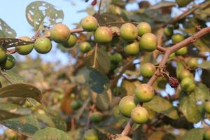 A tree with green fruits on it photo