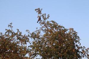A bird is perched on a tree branch photo