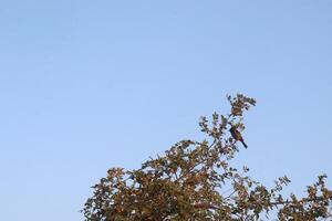 A bird sitting on top of a tree photo