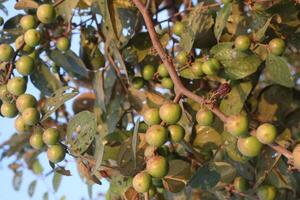 A tree with many green fruits hanging from it photo