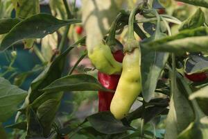 A bunch of peppers growing on a plant photo