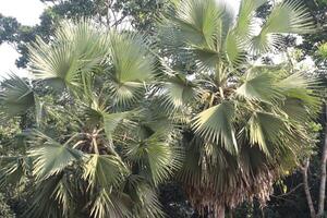 A large palm tree photo